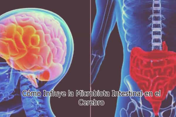¿Cómo Influye la Microbiota Intestinal en el Cerebro?