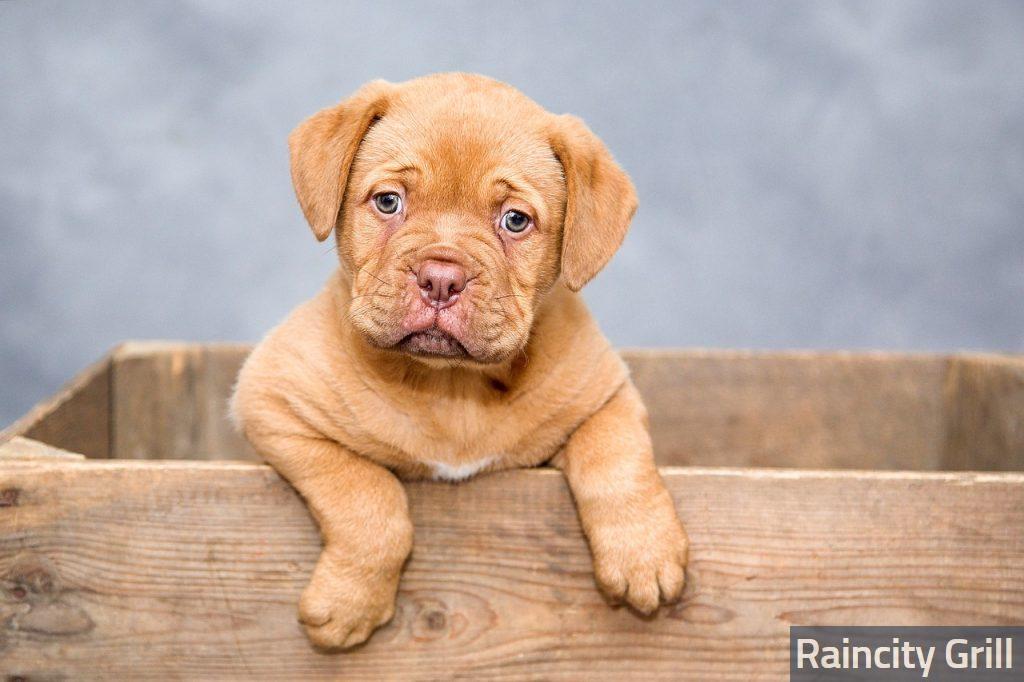 puppy, dog, pet
