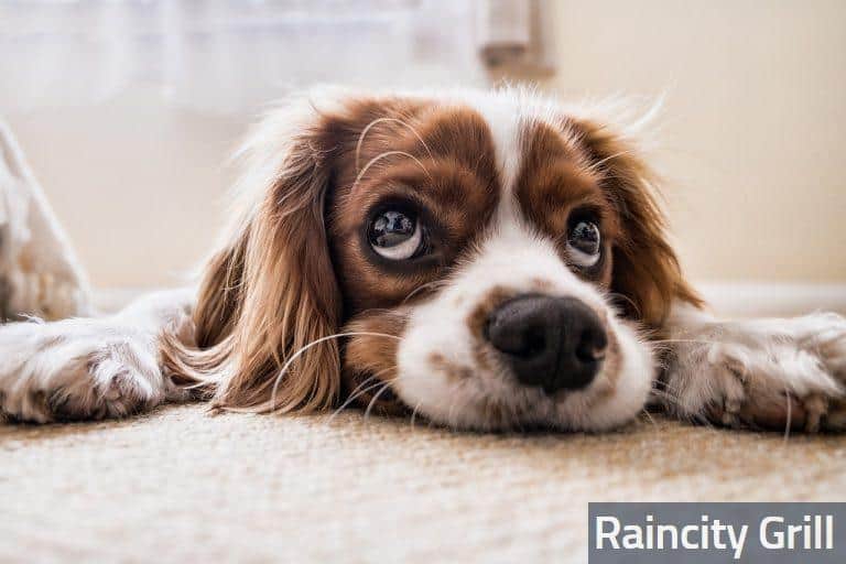 Mejores transportines para perros medianos