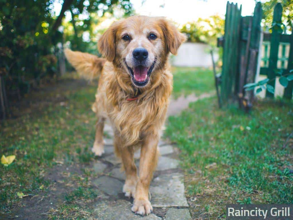 dog standing on pavement