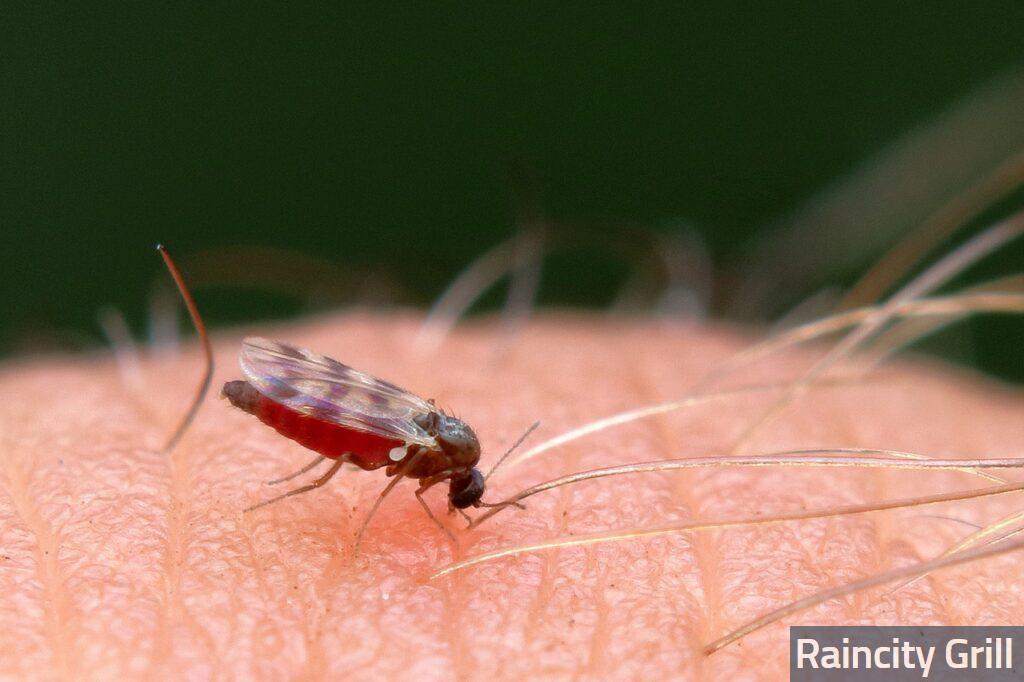 Cómo bajar la inflamación de una picadura de mosquito