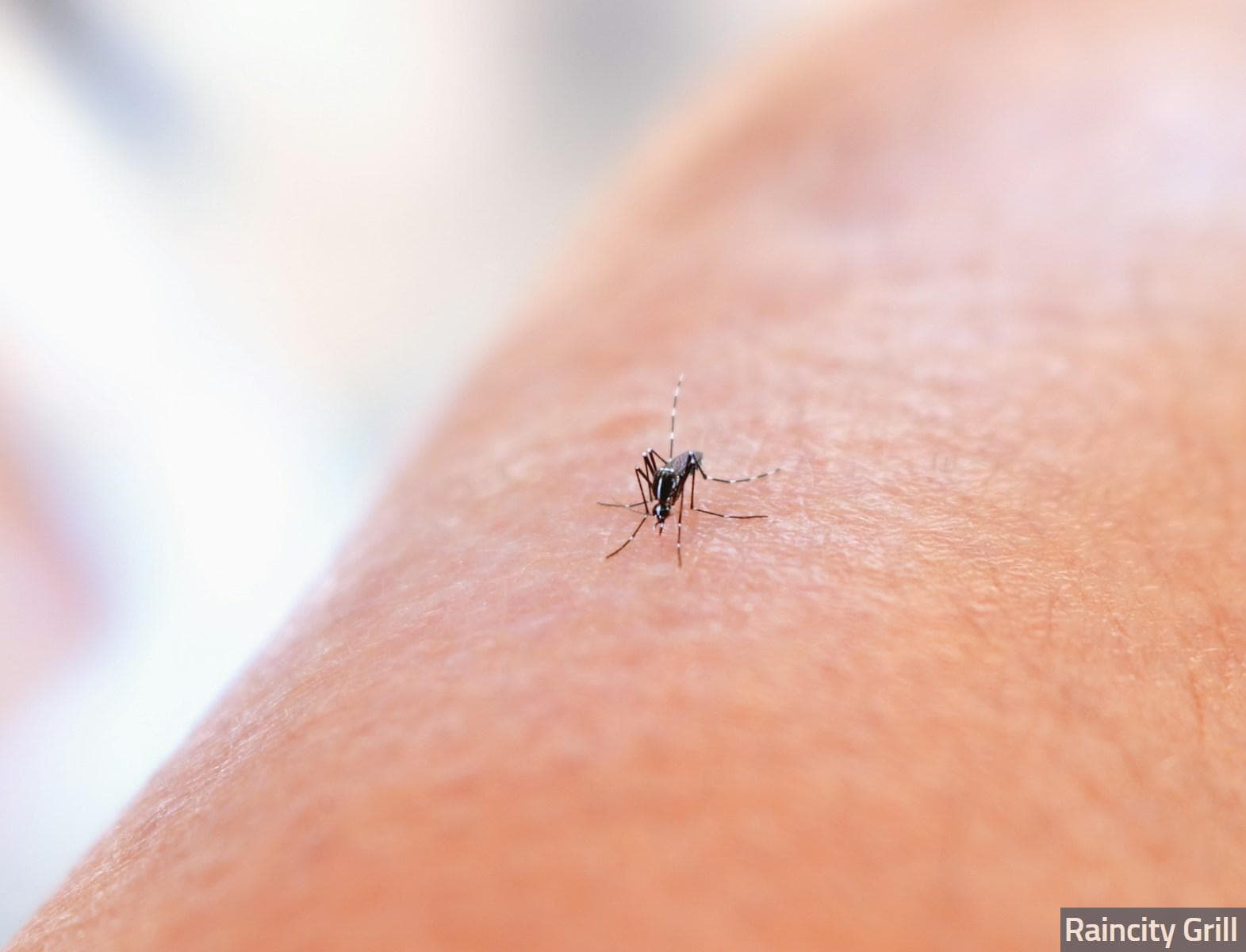 ¿Por qué se inflaman las picaduras de mosquito?