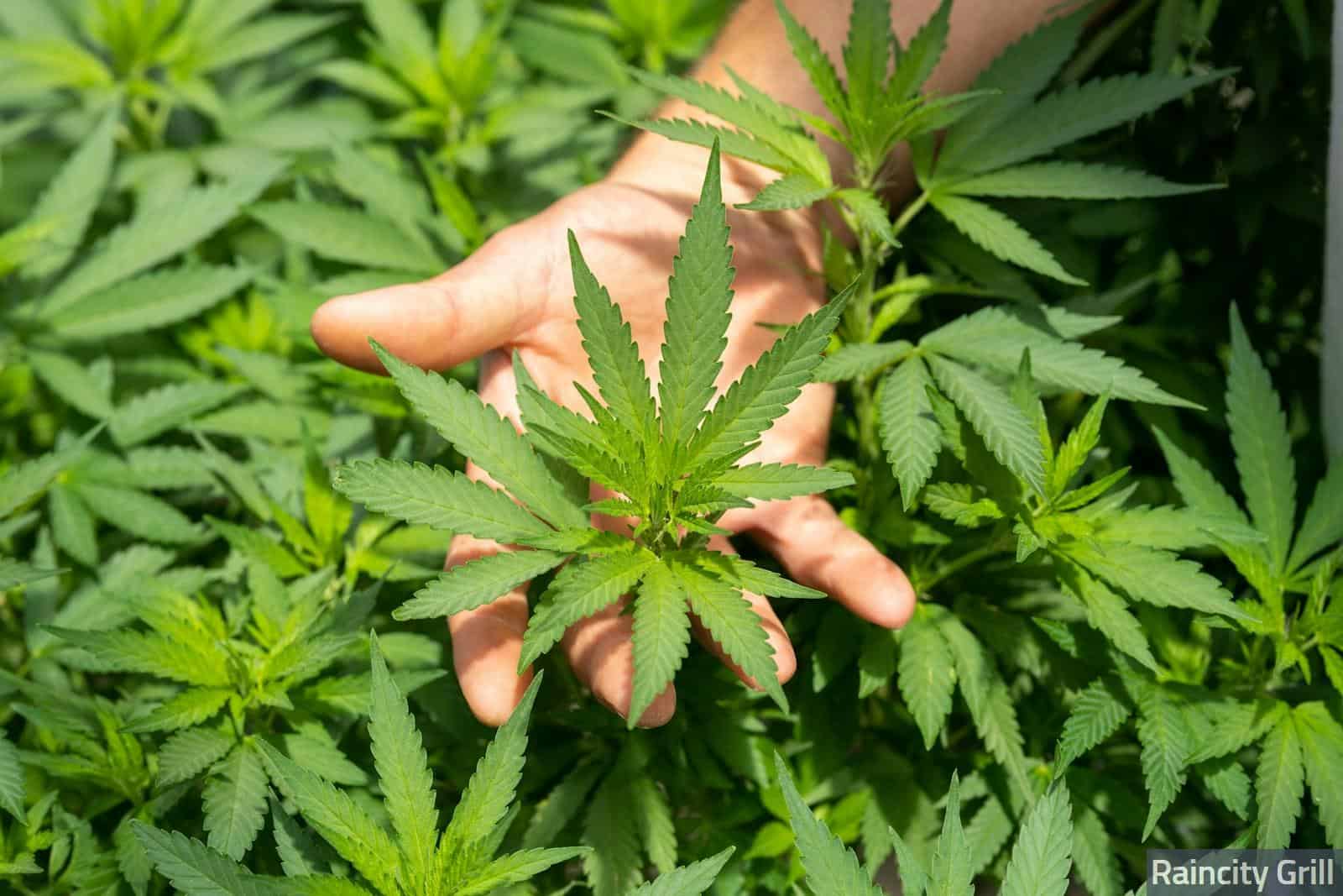 Variedades de Hachís CBD